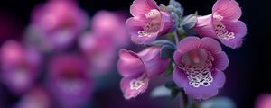 Превью обои наперстянка, цветы, фиолетовый, блюр