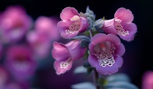 Превью обои наперстянка, цветы, фиолетовый, блюр