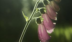 Превью обои наперстянка, цветы, свет, растение