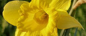 Превью обои нарцисс, растение, цветок, желтый, лето
