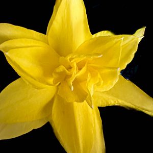 Превью обои нарцисс, цветок, макро, желтый, лепестки