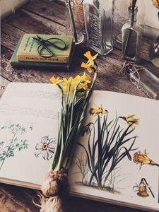 Превью обои нарциссы, цветы, книга, ботаника