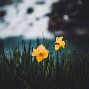 Превью обои нарциссы, цветы, трава, размытость