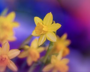 Превью обои нарциссы, цветы, желтый, макро, весна