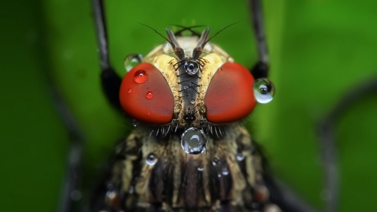 Обои насекомое, глаза, макро, капли