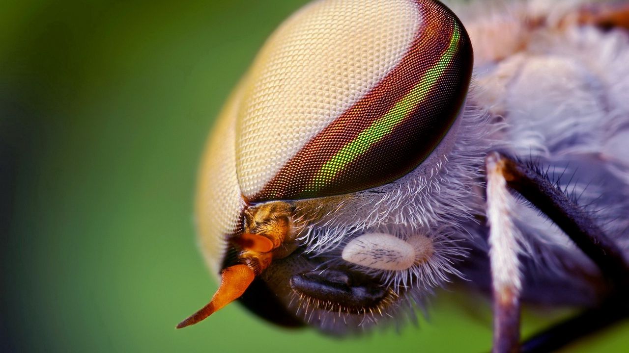 Обои насекомое, голова, глаза, крупным планом