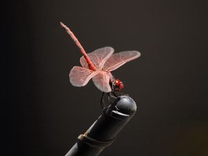 Превью обои насекомое, полет, розовый