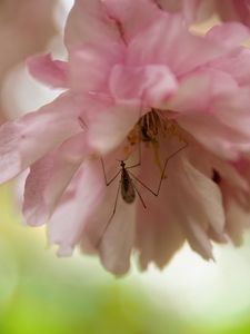 Превью обои насекомое, цветок, розовый, макро