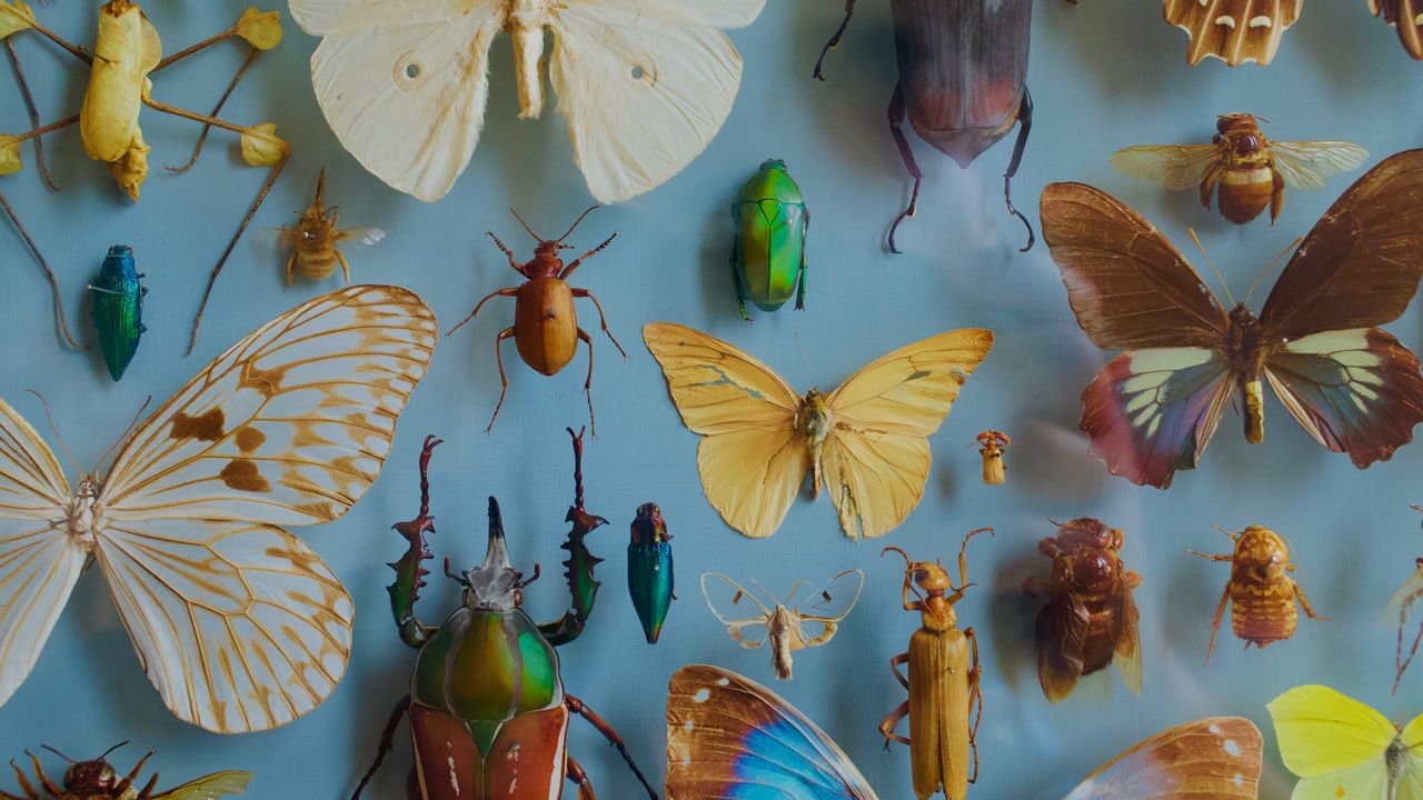 Обои насекомые, коллекция, бабочки, жуки, декорация