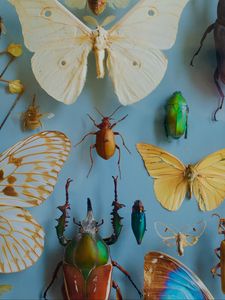 Превью обои насекомые, коллекция, бабочки, жуки, декорация