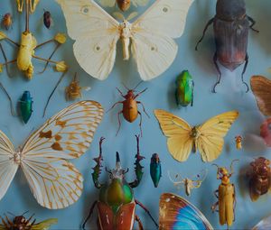 Превью обои насекомые, коллекция, бабочки, жуки, декорация