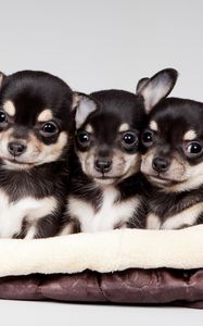 Превью обои national puppy day, 2015, celebrity pet and home life style