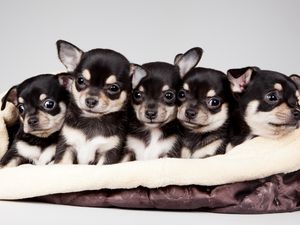 Превью обои national puppy day, 2015, celebrity pet and home life style