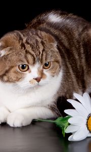 Превью обои национальный день кошек, 2014, сша, октябрь