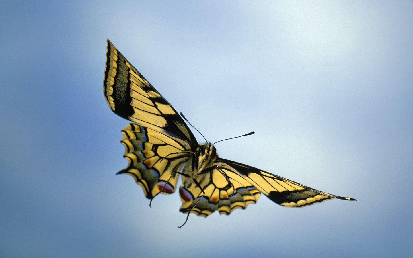 Бабочка Махаон в полете