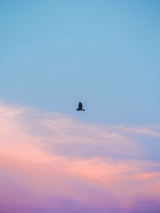 Превью обои небо, облака, птица, минимализм