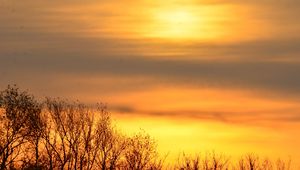 Превью обои небо, рассвет, деревья, ветки, природа