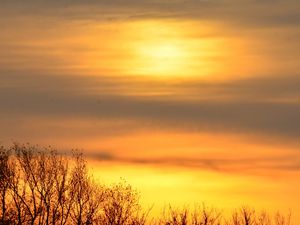Превью обои небо, рассвет, деревья, ветки, природа