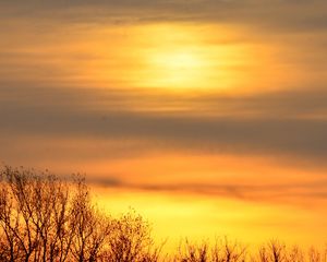 Превью обои небо, рассвет, деревья, ветки, природа