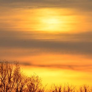 Превью обои небо, рассвет, деревья, ветки, природа
