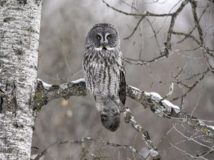 Превью обои неясыть, сова, птица, серый, ветка