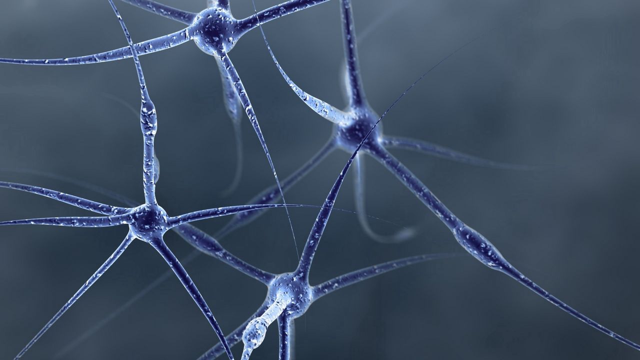 Обои нейрон, структура, форма, соединение, клетка