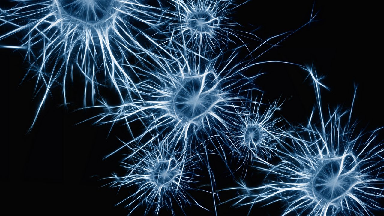 Обои нейроны, клетки, структура