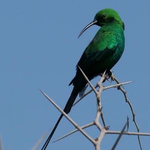 Превью обои нектарник, птица, самец, ветка, шипы, африка, зелёный, синий