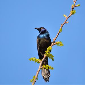 Превью обои нектарница, птица, ветка