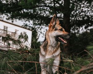 Превью обои немецкая овчарка, собака, питомец, высунутый язык, ветки, ель