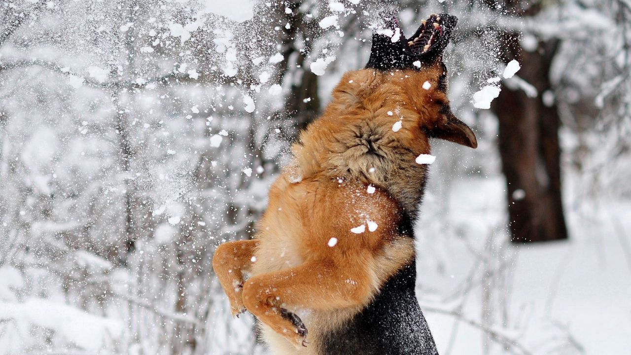 Обои немецкая овчарка, собака, снег, прыжок, игра