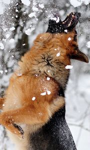 Превью обои немецкая овчарка, собака, снег, прыжок, игра