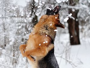 Превью обои немецкая овчарка, собака, снег, прыжок, игра