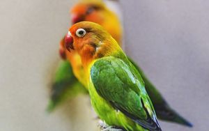 Превью обои неразлучник фишера, попугай, птица, разноцветный