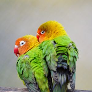 Превью обои неразлучники, попугаи, птицы, пара, разноцветный