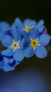 Превью обои незабудка, лепестки, цветок, макро, синий