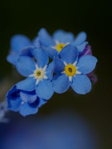 Превью обои незабудка, лепестки, цветок, макро, синий