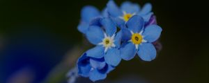 Превью обои незабудка, лепестки, цветок, макро, синий