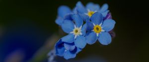 Превью обои незабудка, лепестки, цветок, макро, синий