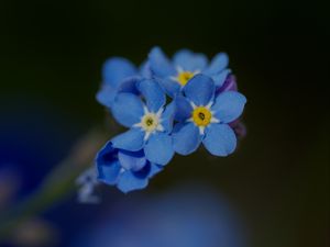 Превью обои незабудка, лепестки, цветок, макро, синий