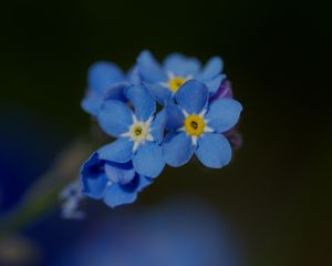 Превью обои незабудка, лепестки, цветок, макро, синий