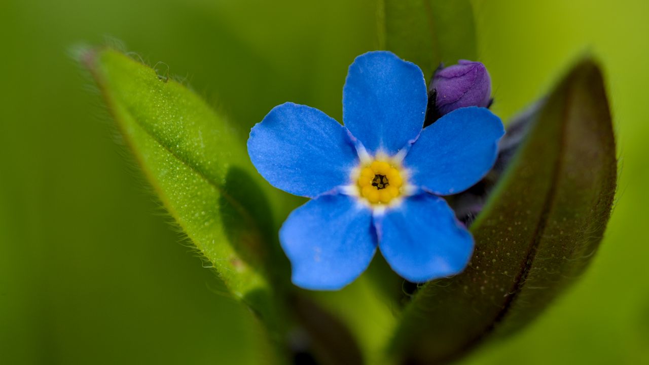 Обои незабудка, цветок, лепестки, синий, размытие