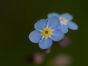 Превью обои незабудка, цветок, лепестки, размытие, синий