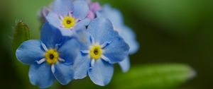 Превью обои незабудка, цветок, лепестки, тычинки, макро, растение