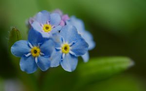 Превью обои незабудка, цветок, лепестки, тычинки, макро, растение
