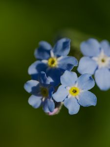 Превью обои незабудка, цветок, макро, лепестки, растение, природа