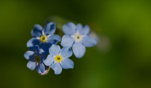 Превью обои незабудка, цветок, макро, лепестки, растение, природа