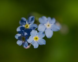 Превью обои незабудка, цветок, макро, лепестки, растение, природа