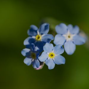 Превью обои незабудка, цветок, макро, лепестки, растение, природа