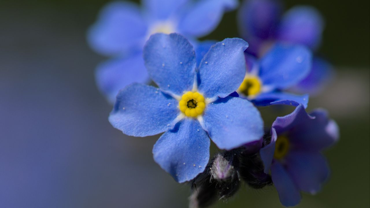 Обои незабудка, цветы, лепестки, голубой, размытие